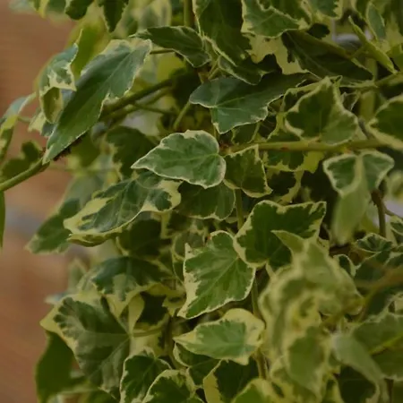 Antony Неа-Плайя